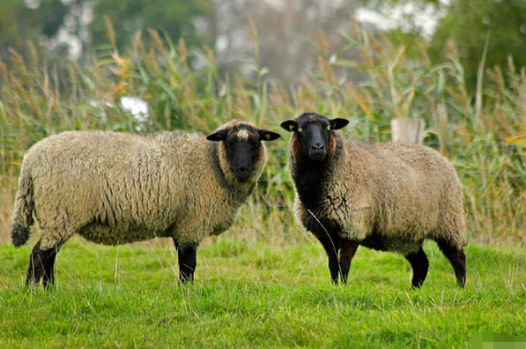 羊小咩便荔卡包提现在哪找zx安诚小铺bu助富掌柜，羊小咩便荔卡包提现