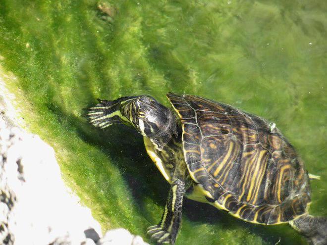 中国最坑的铲屎官视频,如何营造适合中华草龟的养殖环境？（铲屎官小年的视频）