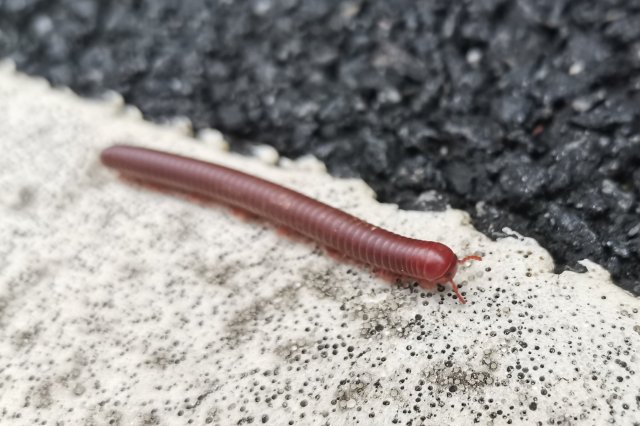 世界最大香螺排名前十的国家世界上最大的螺类世界最大香螺排名前十的国家是哪个