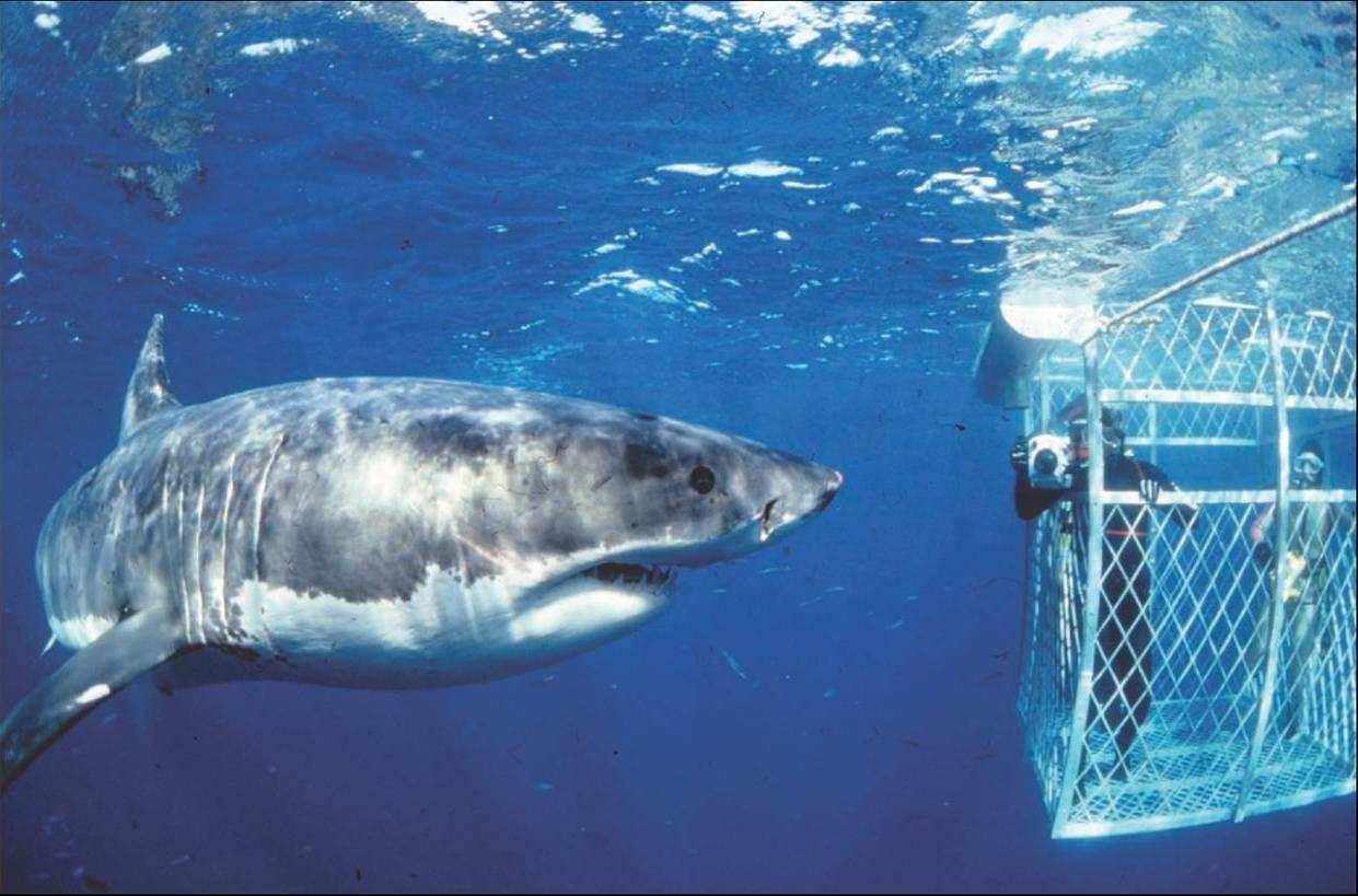巨型鲨鱼十大排名,海洋十大霸主排名（巨型鲨鱼的鱼）