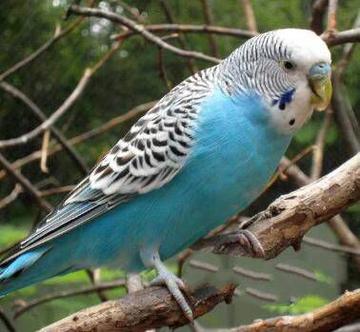 世界上什么鸟最聪明世界上什么鸟最聪明排名