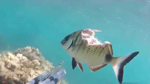 世界上哪个鱼类最坚强哪种鱼最坚强