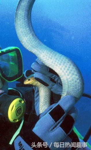 世界毒蛇前十排行（世界毒蛇排行榜）