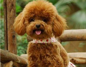 全世界哪个人最伟大，应该是说对世界的贡献最大（世界最高山峰排名前100名）