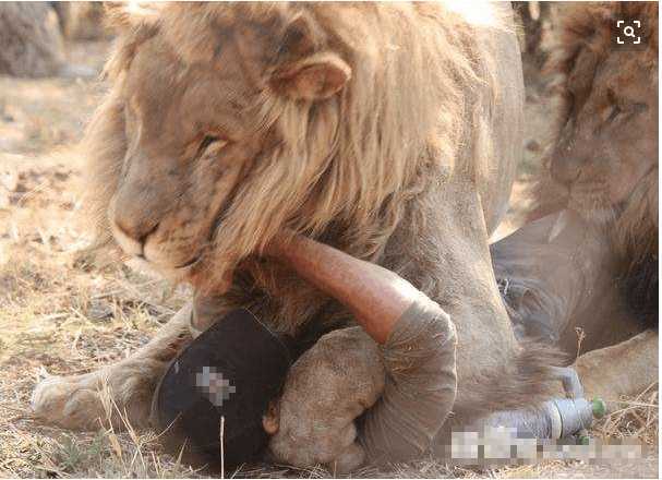 世界上哪个狮子最残忍世界上哪个狮子最残忍呢