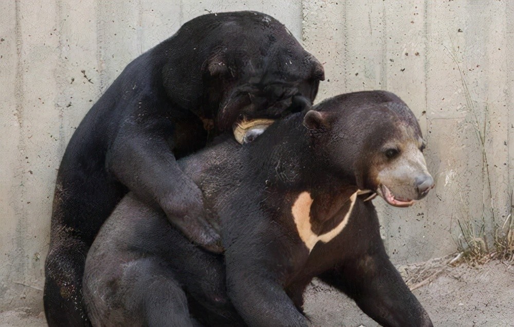 神话中最厉害的熊（全中国最）