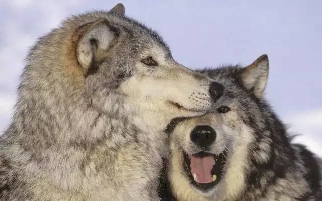 世界上最倒霉的狼世界上最倒霉的人在线观看