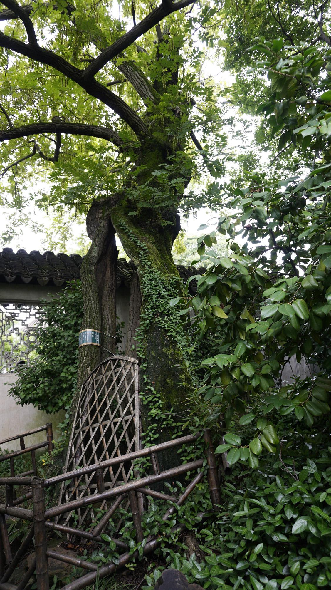 中国什么树最知名（中国最出名的树排名）