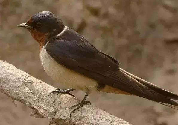 世界上最聪明的燕子关于燕子的资料