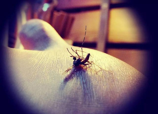 世界上最丧的蚊子（世界上最毒的蚊子图片）