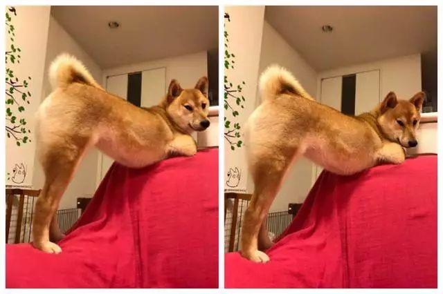 世界上第一毒花妖娆、上古十大毒花（世界上最妖娆的生物排名）