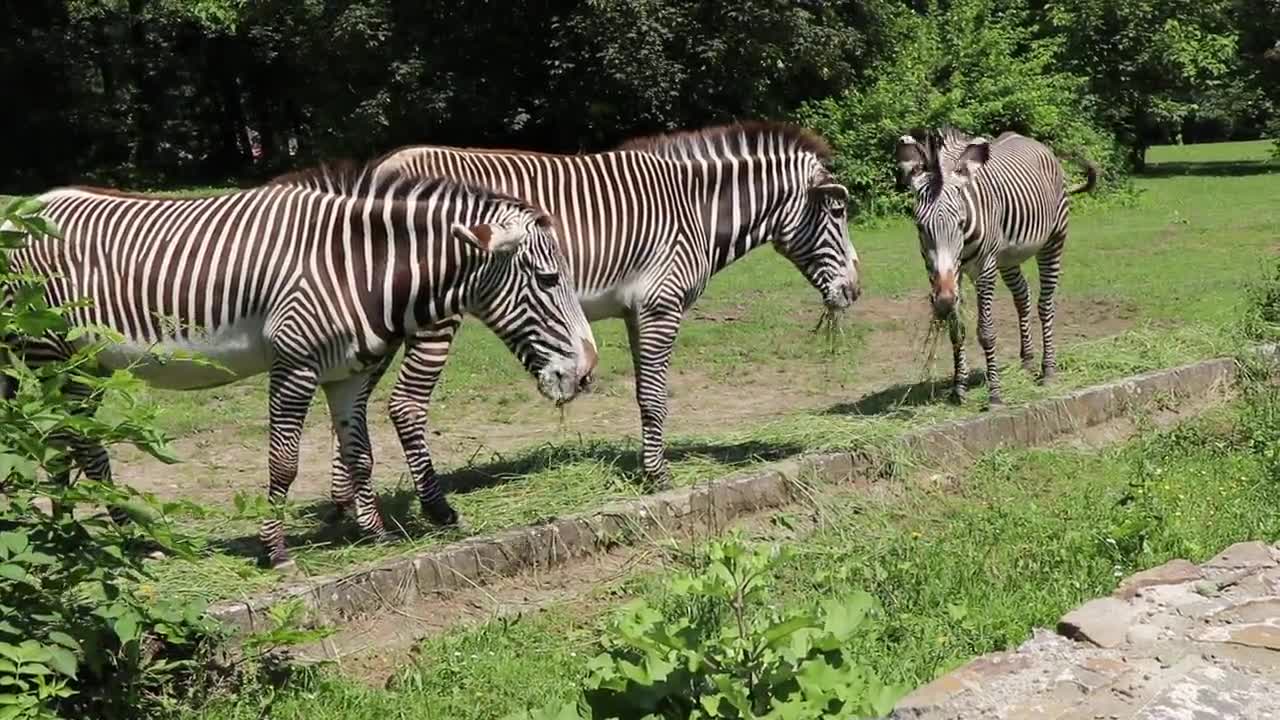 什么马穿花衣世界上的斑马有多少只