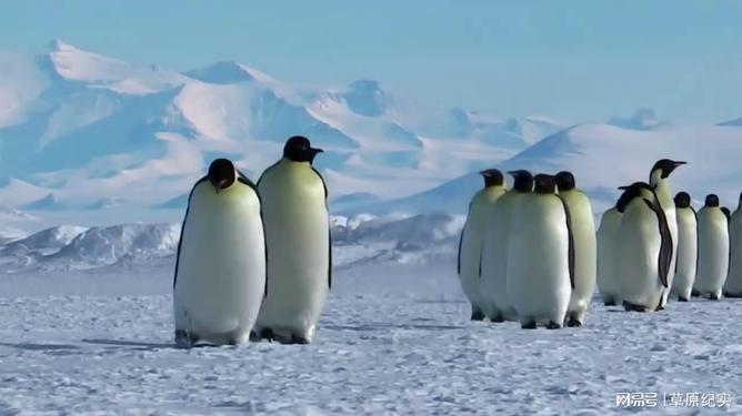 世界最好的企鹅排名前十,世界上现存体型最大的十种鸟类
