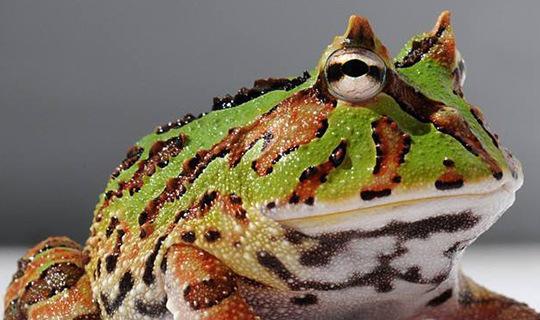 世界上最骚的青蛙（世界上最大青蛙图片）