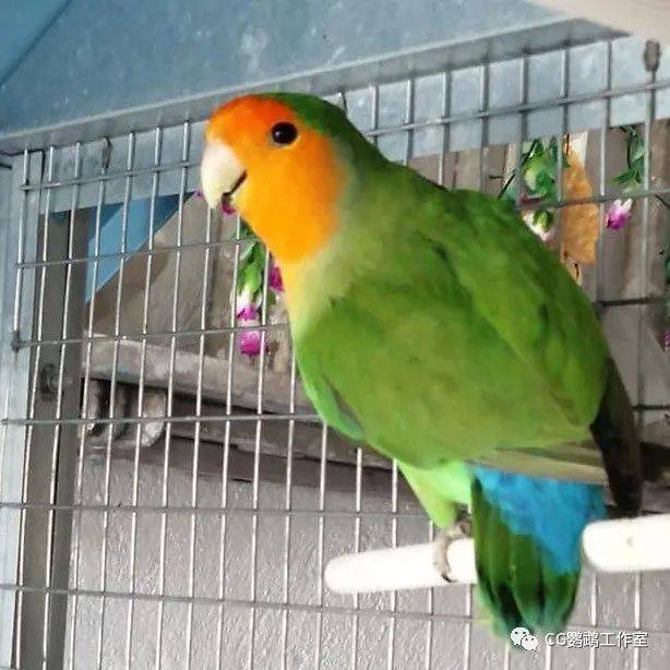 世界名牌鹦鹉笼排名前十,鹦鹉笼子推荐品牌有哪些？