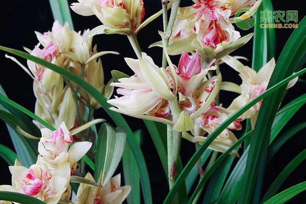 十大名贵兰花，你认识几种？兰花品种排名世面常见