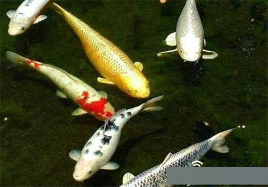 世界杯球王人物排名前十,世界杯最著名的球星