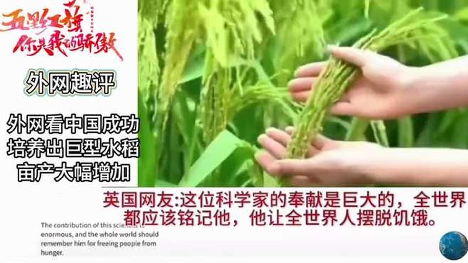 世界最大的巨型水稻(中国最大水稻)