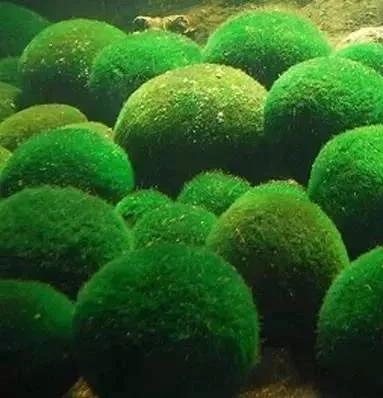 水草的种类(漂亮水草排行)