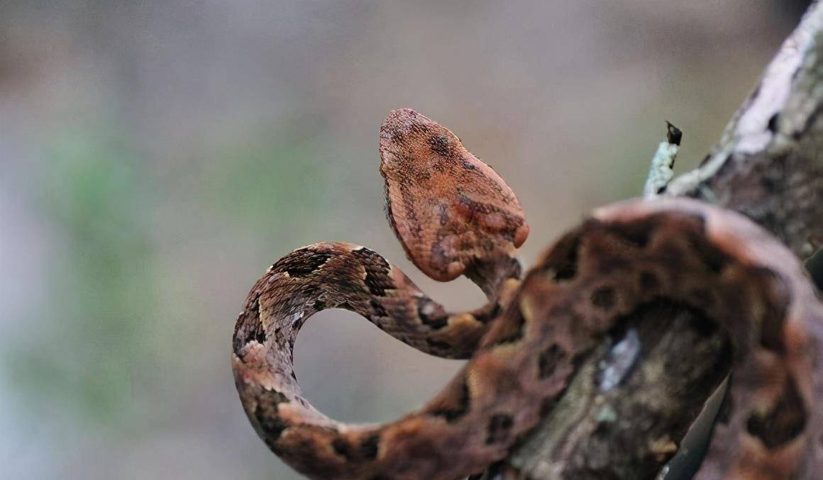 中国毒蛇十大排名中国毒蛇排名前十