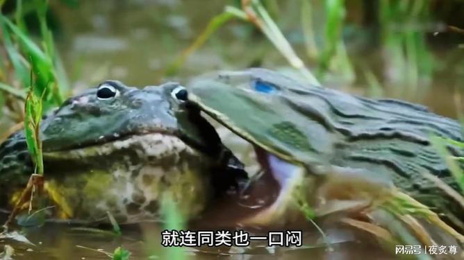 世界上最知名的牛蛙(十大牛蛙品牌)