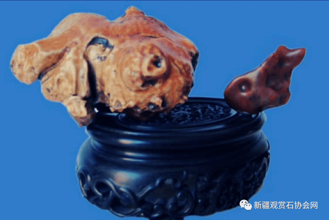 甘肃和政羊、福建政和八闽鸟——带您欣赏古生物化石“世界之最”(世界上最贵的古董图片)