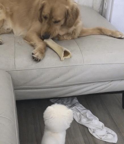 世界上最卑微的丧尸，世界上最卑微的丧尸是什么