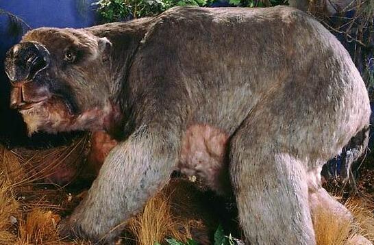 世界上最生的动物(世界上最生的动物图片)