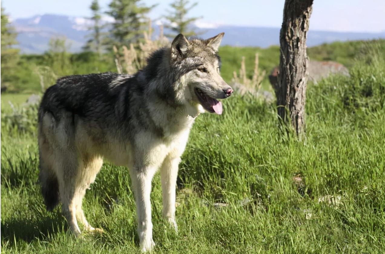 世界上最狗的事世界上智商排名最高的狗