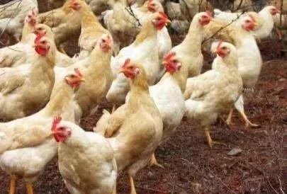 夏天不死的禽类有哪些(禽类电解质十大排名最新)