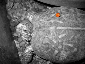 世界上最傻的龟是什么龟，世界上最傻的龟