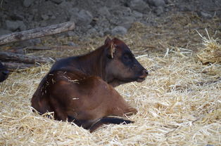 中国最牛的游戏玩家，中国最牛的游戏大王是