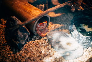 中国最牛水晶，中国水晶第一人