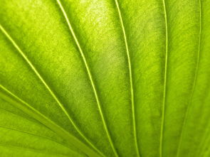 最大的树叶十大排名,世界上最大的树叶是什么树叶?