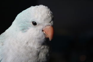 世界界上最简单，世界上最简单鸟