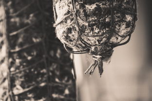 全世界最大河蚌排名前十，最大的河蚌多大