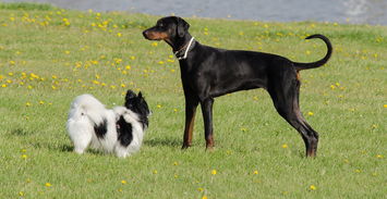 世界前十种公牛品种有哪些，骟种公牛