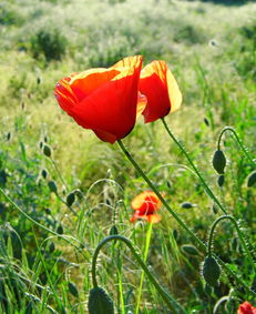世界上最漂亮红色鲜花是什么花，世界上最漂亮红色鲜花