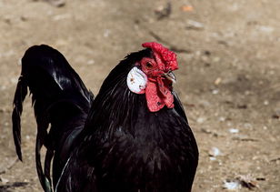 全世界最牛的人，世界上最牛的4个人简历