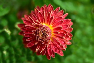 降血糖的菊花是什么花，降血糖菊花十大排名