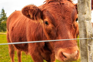 世界杯最牛女人排名前十的球队，世界杯最牛女人排名前十