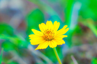 世界上罕见的草名字，世界上啥草最稀有