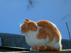 中国最凶残猫科，中国最凶残猫科学家是谁