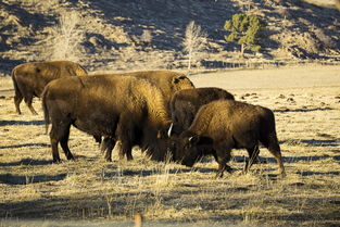 世界上最牛工程，世界上最牛工程人