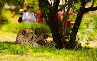 中国最凶残的猎豹,中国最凶残的猎豹排名