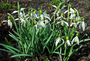 中国最名贵米，中国最贵前十大米