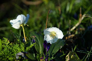 世界上哪种花最毒，世界上最要命的花