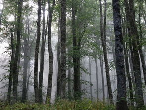 世界的森林公园排名前十，世界第一大森林公园