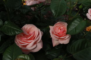 玫瑰手工皂十大排名，玫瑰手工皂的功效与作用