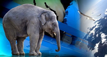 世界上最强壮的狗十大排名，世界上最壮实的狗